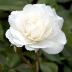 'Schneewittchen'® Rosa X 'Schneewittchen'® (Buketrose) A-Kvalitet,- Barrods Roser Min. 3 Grene -Osmoz Naturens Butik p334 51706 rosa x schneewittchen buketrose 7180