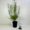 Tamarisk Tamarix Tetandra Potte 6,5 Liter 60-80 Cm. 2 Tamarisk Tamarix Tetandra Potte 6,5 Liter 60-80 Cm. -Osmoz Naturens Butik p33518 42371 tamarix tetandra 5f48