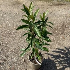 Kongebusk 'Splendid Choiz' Viburnum Nudum 'Splendid Choiz' 5 Liter -Osmoz Naturens Butik p33523 53293 viburnum nudum splendid choiz 0880