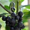 Storfrugtet Surbær 'Viking' Aronia Melanocarpa 'Viking' Potte 3,0 Liter,- Opbundet 1 Storfrugtet Surbær 'Viking' Aronia Melanocarpa 'Viking' Potte 3,0 Liter,- Opbundet -Osmoz Naturens Butik p33566 48516 aronia melanocarpa viking 1b04
