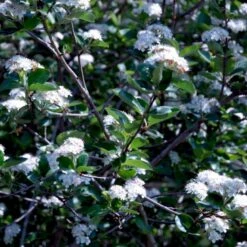 Storfrugtet Surbær 'Viking' Aronia Melanocarpa 'Viking' Potte 3,0 Liter,- Opbundet -Osmoz Naturens Butik p33566 48517 aronia melanocarpa viking 6ac4