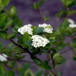 Storfrugtet Surbær 'Viking' Aronia Melanocarpa 'Viking' Potte 3,0 Liter,- Opbundet -Osmoz Naturens Butik p33566 48518 aronia melanocarpa viking b33b