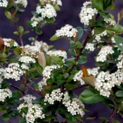 Storfrugtet Surbær 'Viking' Aronia Melanocarpa 'Viking' Potte 3,0 Liter,- Opbundet -Osmoz Naturens Butik p33566 48519 aronia melanocarpa viking bc64