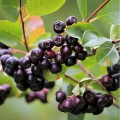 Storfrugtet Surbær 'Viking' Aronia Melanocarpa 'Viking' Potte 3,0 Liter,- Opbundet -Osmoz Naturens Butik p33566 50535 aronia melanocarpa viking defc
