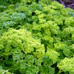 Kruspersille 'Grüne Perle' Øko Petroselinum Crispum 'Grüne Perle' 8 Kruspersille 'Grüne Perle' Øko Petroselinum Crispum 'Grüne Perle' -Osmoz Naturens Butik p33730 54635 petroselinum crispum gruene perle e4ca