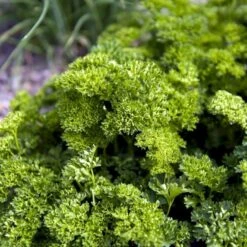 Kruspersille 'Grüne Perle' Øko Petroselinum Crispum 'Grüne Perle' 9 Kruspersille 'Grüne Perle' Øko Petroselinum Crispum 'Grüne Perle' -Osmoz Naturens Butik p33730 54636 petroselinum crispum gruene perle de78