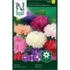 Sommerasters 'American Branching' Mix Callistephus Chinensis 'American Branching' Mix 2 Sommerasters 'American Branching' Mix Callistephus Chinensis 'American Branching' Mix -Osmoz Naturens Butik p33840 37200 callistephus chinensis american branching mix c811