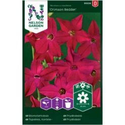 Prydtobak 'Crimson Bedder' Nicotiana X Sanderae 'Crimson Bedder'