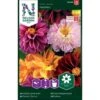 Dahlia 'Redskin' Mix Dahlia × Pinnata 'Redskin' -Osmoz Naturens Butik p33878 37230 dahlia pinnata redskin e244