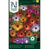 Middagsblomst Mix Dorotheanthus Bellidiformis Mix 1 Middagsblomst Mix Dorotheanthus Bellidiformis Mix -Osmoz Naturens Butik p33879 37231 dorotheanthus bellidiformis mix ebbd