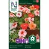 Flittiglise 'Cha Cha' F1 Mix Impatiens Walleriana 'Cha Cha' F1 Mixture -Osmoz Naturens Butik p33883 37234 impatiens walleriana cha cha f1 mixture c01a