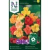 Slyngblomsterkarse 'Glorius Gleam' Tropaeolum Majus 'Glorius Gleam' -Osmoz Naturens Butik p33899 37248 tropaeolum majus glorius gleam 149a