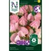 Ærteblomst 'Royal Rose' Lathyrus Odoratus L. 'Royal Rose' -Osmoz Naturens Butik p33923 37269 lathyrus odoratus l royal rose c7a0