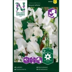 Ærteblomst 'Royal White' Lathyrus Odoratus L. 'Royal White'