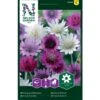 Enårig Papirblomst Mix Xeranthemum Annuum -Osmoz Naturens Butik p33939 37283 xeranthemum annuum 8ddc