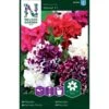 Petunia Dobbelt 'Glorious' F1 Mix Petunia Hybrida 'Glorius' F1 -Osmoz Naturens Butik p33949 37291 petunia hybrida glorius f1 a5ab