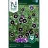 Øjeblomst 'Penny Black' Nemophila Menziesii 'Penny Black' 2 Øjeblomst 'Penny Black' Nemophila Menziesii 'Penny Black' -Osmoz Naturens Butik p33956 37295 nemophila menziesii penny black be6f