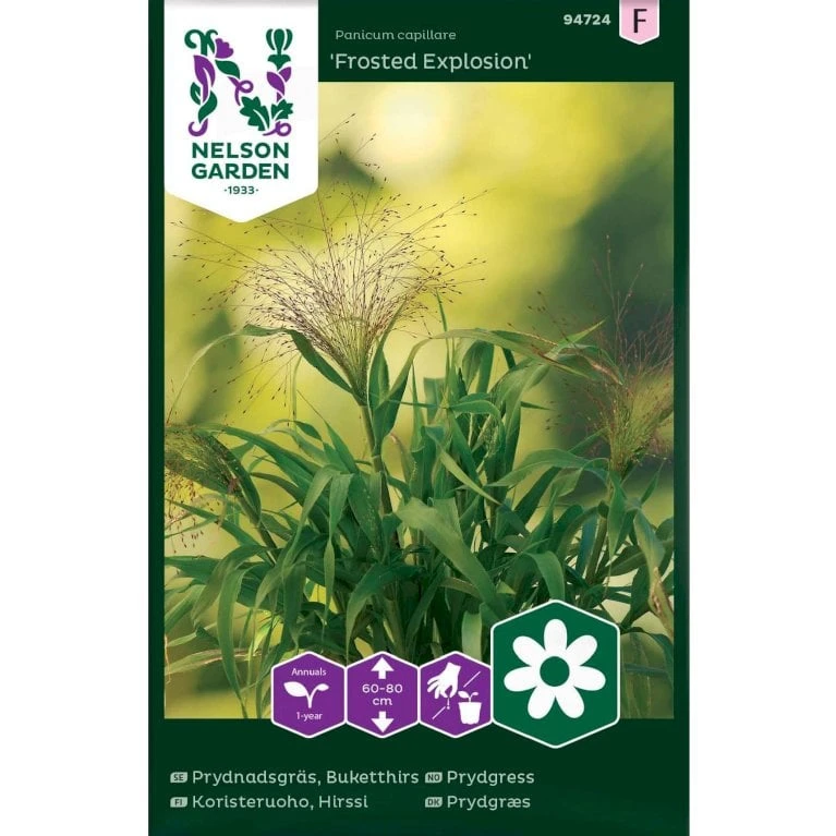 Prydgræs 'Frosted Explosion' Panicum Capillare 'Frosted Explosion' 3 Prydgræs 'Frosted Explosion' Panicum Capillare 'Frosted Explosion'