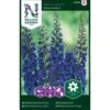 Pragtridderspore 'Blue Donna' Delphinium Belladonna 'Blue Donna' -Osmoz Naturens Butik p33967 37305 delphinium belladonna blue donna 4b91