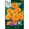 Morgenfrue 'Pacific Beauty' Calendula Officinalis 'Pacific Beauty' -Osmoz Naturens Butik p33976 37313 calendula officinalis pacific beauty f746
