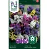 Vinget Hindebæger Mix Limonium Sinuatum Mix 1 Vinget Hindebæger Mix Limonium Sinuatum Mix -Osmoz Naturens Butik p33981 37318 limonium sinuatum mix c232