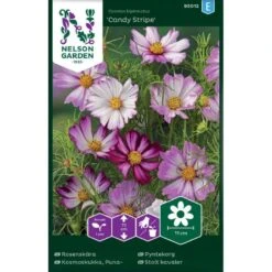 Stolt Kavaler 'Candy Stripe' Cosmos Bipinnatus 'Candy Stripe'