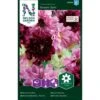 Stolt Kavaler 'Double Click' Cosmos Bipinnatus 'Double Click' -Osmoz Naturens Butik p33985 37322 cosmos bipinnatus double click 5dad