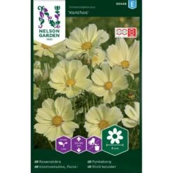 Stolt Kavaler 'Xanthos' Cosmos Bipinnatus 'Xanthos'