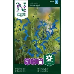 Salvie 'Blue Angel' Salvia Patens 'Blue Angel'