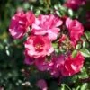 'Sommermärchen'® Rosa X 'Sommermärchen'® (Bunddækkerose) A-Kvalitet,- Barrods Roser Min. 3 Grene 2 'Sommermärchen'® Rosa X 'Sommermärchen'® (Bunddækkerose) A-Kvalitet,- Barrods Roser Min. 3 Grene -Osmoz Naturens Butik p339 51718 rosa x sommermaerchen bunddaekkerose d7ba