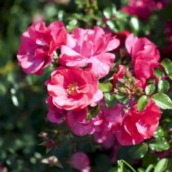 'Sommermärchen'® Rosa X 'Sommermärchen'® (Bunddækkerose) A-Kvalitet,- Barrods Roser Min. 3 Grene