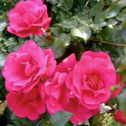 'Sommermärchen'® Rosa X 'Sommermärchen'® (Bunddækkerose) A-Kvalitet,- Barrods Roser Min. 3 Grene -Osmoz Naturens Butik p339 51720 rosa x sommermaerchen bunddaekkerose c548