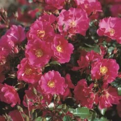 'Sommermärchen'® Rosa X 'Sommermärchen'® (Bunddækkerose) A-Kvalitet,- Barrods Roser Min. 3 Grene -Osmoz Naturens Butik p339 53658 rosa x sommermaerchen bunddaekkerose 7b79