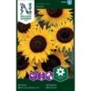 Solsikke 'Ikarus' Helianthus Annuus 'Ikarus' -Osmoz Naturens Butik p34006 37339 helianthus annuus ikarus c394