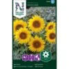 Lav Solsikke 'Pacino Gold' Helianthus Annuus 'Pacino Gold'
