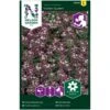 Biblomme 'Violett Queen' Lobularia Maritima 'Violett Queen' -Osmoz Naturens Butik p34023 37353 lobularia maritima violett queen 1d63