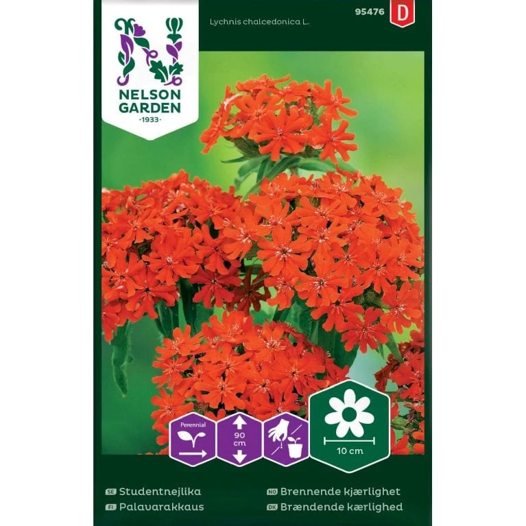 Rød Brændende Kærlighed Lychnis Chalcedonica L. 3 Rød Brændende Kærlighed Lychnis Chalcedonica L.