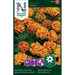 Fløjlsblomst 'Bolero' Tagetes Patula 'Bolero'