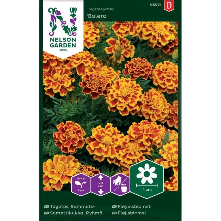 Fløjlsblomst 'Bolero' Tagetes Patula 'Bolero' 3 Fløjlsblomst 'Bolero' Tagetes Patula 'Bolero'
