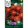 Fløjlsblomst 'Panther' Tagetes Patula 'Panther' -Osmoz Naturens Butik p34034 37363 tagetes patula panther dcd4