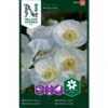 Kornvalmue 'Bridal Silk' Papaver Rhoeas L. 'Bridal Silk' -Osmoz Naturens Butik p34049 37374 papaver rhoeas l bridal silk c2a5