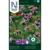 Kæmpejernurt Verbena Bonariensis 2 Kæmpejernurt Verbena Bonariensis -Osmoz Naturens Butik p34054 37377 verbena bonariensis c651