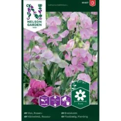 Flerårig Ærteblomst Rosa-Hvid Lathyrus Latifolius L.