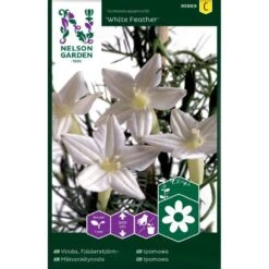 Pragtsnerle 'White Feather' Ipomoea Quamoclit 'White Feather'