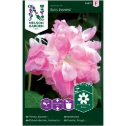 Pragtsnerle Dobbelt 'Split Second' Ipomoea Nil 'Split Second'