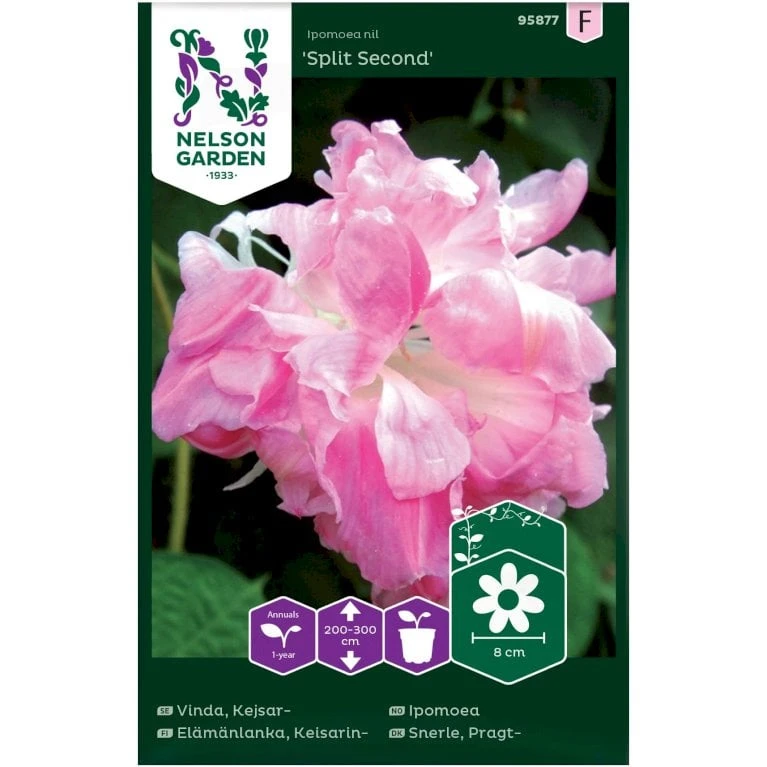 Pragtsnerle Dobbelt 'Split Second' Ipomoea Nil 'Split Second' 3 Pragtsnerle Dobbelt 'Split Second' Ipomoea Nil 'Split Second'