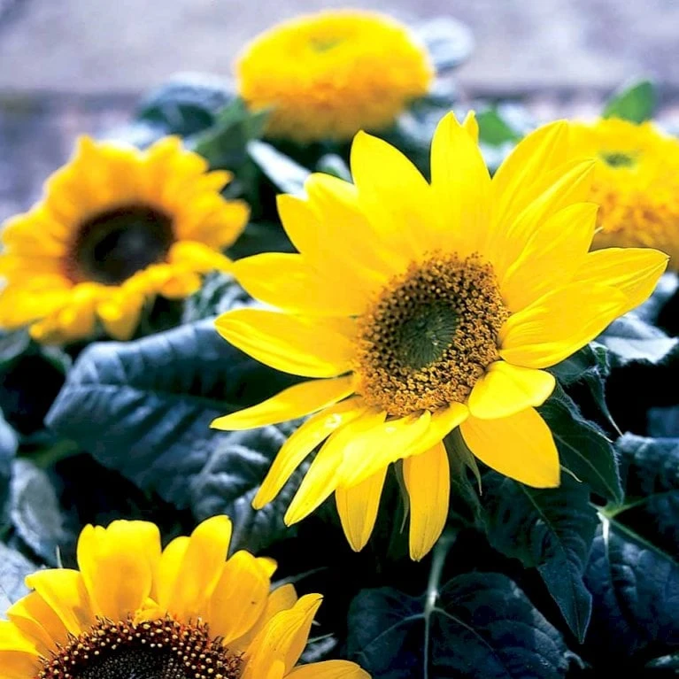 Høj Kæmpe Solsikke Øko Helianthus Annuus Frøpose, Antal Pr. Pakke, Ca. 25 Stk. 4 Høj Kæmpe Solsikke Øko Helianthus Annuus Frøpose, Antal Pr. Pakke, Ca. 25 Stk. - Billede 2