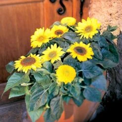 Høj Kæmpe Solsikke Øko Helianthus Annuus Frøpose, Antal Pr. Pakke, Ca. 25 Stk. 7 Høj Kæmpe Solsikke Øko Helianthus Annuus Frøpose, Antal Pr. Pakke, Ca. 25 Stk. -Osmoz Naturens Butik p34099 54713 helianthus annuus d0dd