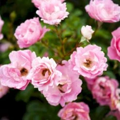 'Sommerwind'® Rosa X 'Sommerwind'® (Buketrose) A-Kvalitet,- Barrods Roser Min. 3 Grene -Osmoz Naturens Butik p340 51722 rosa x sommerwind buketrose e556