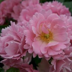 'Sommerwind'® Rosa X 'Sommerwind'® (Buketrose) A-Kvalitet,- Barrods Roser Min. 3 Grene -Osmoz Naturens Butik p340 53659 rosa x sommerwind buketrose 4603